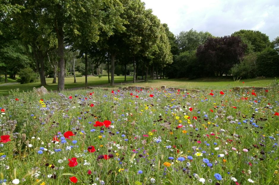 A vibrant wildflower meadow with an array of colorful blooms including red poppies, blue cornflowers, yellow daisies, and white daisies, interspersed with greenery and small purple flowers, set agains