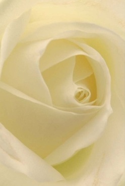 In this intimate floral portrait, a Harrow Weald florist's artistry is on full display through a rose of creamy ivory and pale white, its petals swirling inward in mesmerizing perfection. Each soft, nearly translucent layer invites your fingertips to trace their natural curl-velvet to the touch, weightless as morning mist along Clamp Hill. The lighting is intentionally soft and diffused, bathing the bloom in warm cream and delicate lemon hues, evoking a serene moment before a heartfelt celebration. It's easy to imagine this rose gracing a bedside table after an anniversary surprise or delivering gentle comfort during a difficult time in Stanmore or Belmont. Its timeless form is exquisitely captured, from the textured spirals down to the luminous edge of each petal. A barely-there aroma flutters in the air, reminiscent of fresh blooms after rain, carrying comfort and grace. Such a bouquet, hand-arranged and delivered daily, reflects a tradition of attentive floral care unique to Harrow Weald.